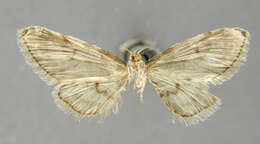 Image of Eupithecia montana Schaus 1913