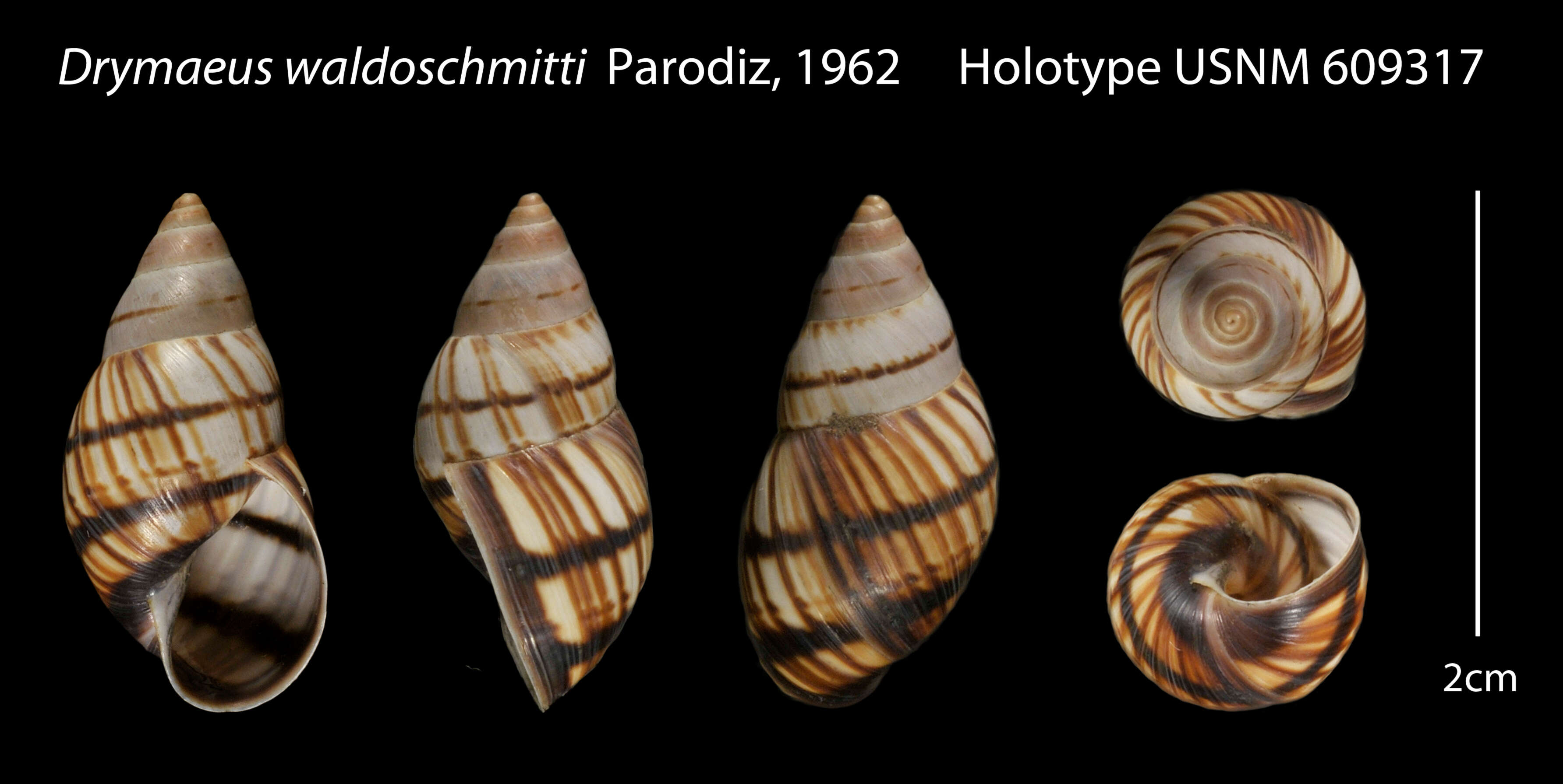 Image of Drymaeus waldoschmidti Parodiz 1962