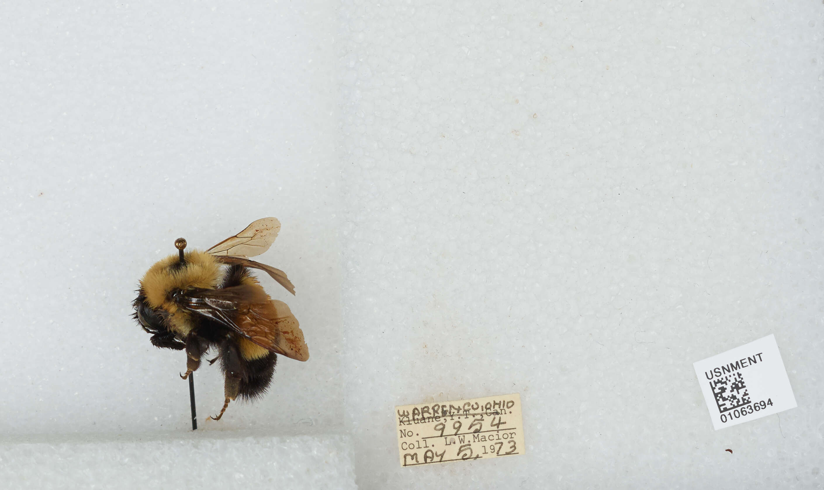 Слика од Bombus affinis Cresson 1864