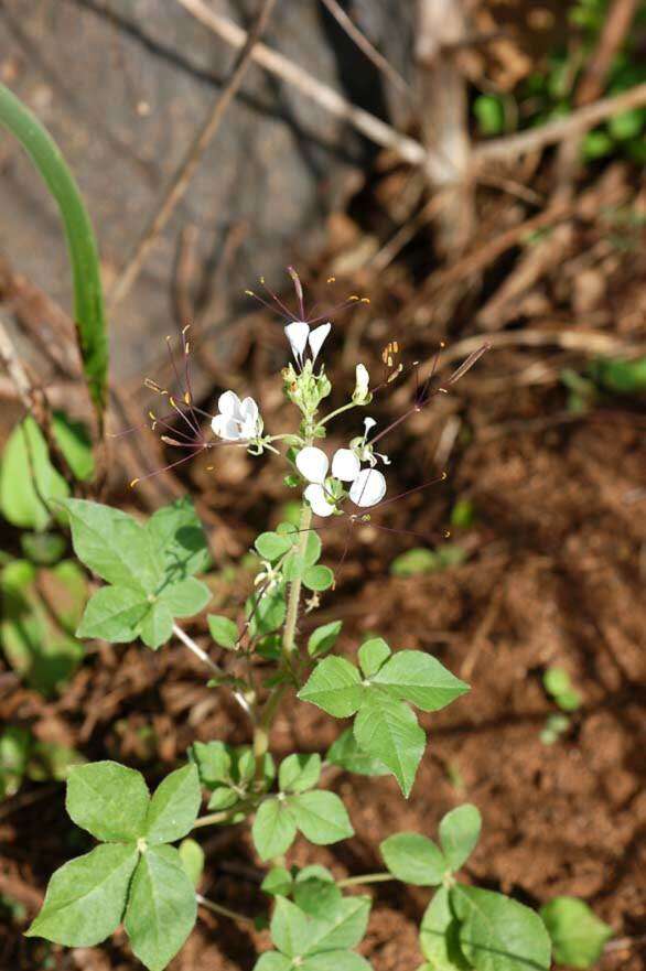 Image of Gynandropsis