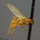 Image of Aphrastobracon flavipennis Ashmead 1896