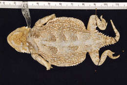 Image of Greater Short-horned Lizard