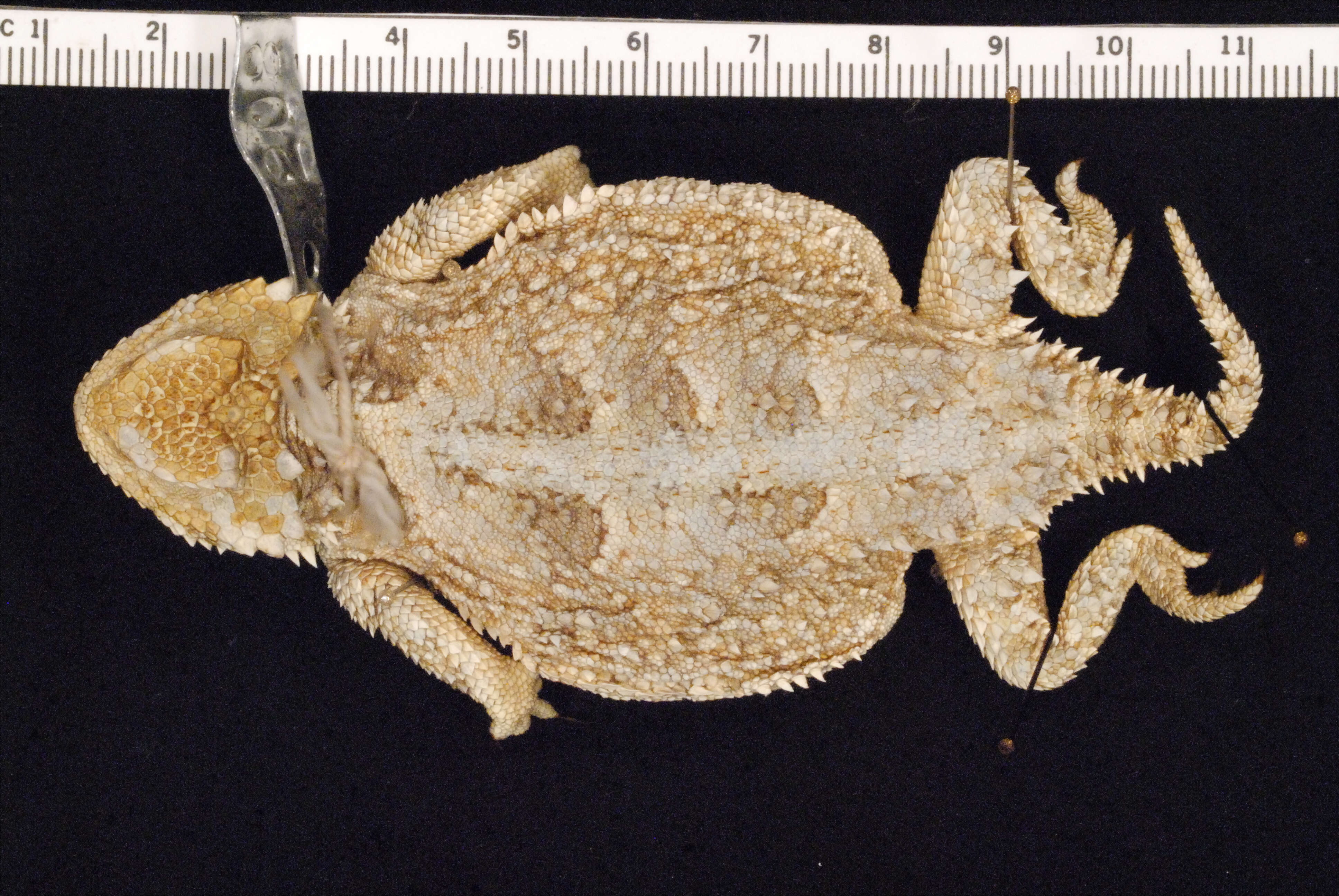 Image of Greater Short-horned Lizard