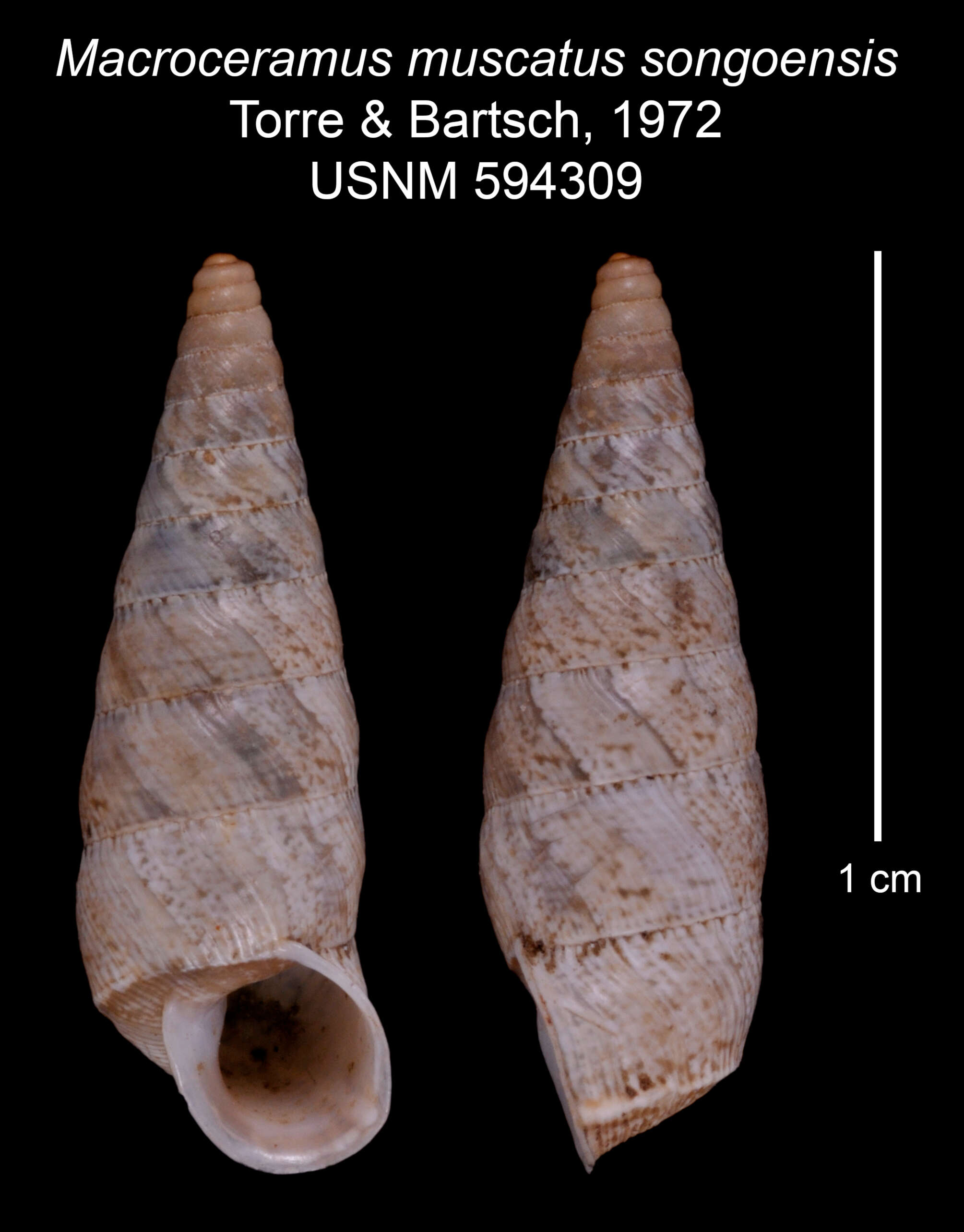 Imagem de Macroceramus muscatus songoensis C. Torre & Bartsch 2008