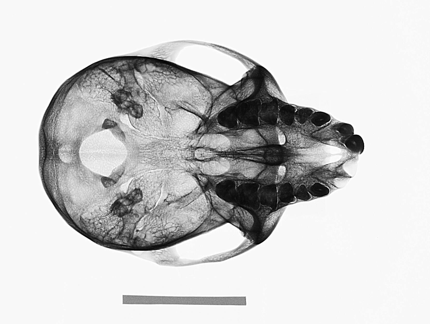 Image of Collared Mangabey