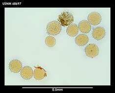 Macrobiotus blocki Dastych 1984 resmi