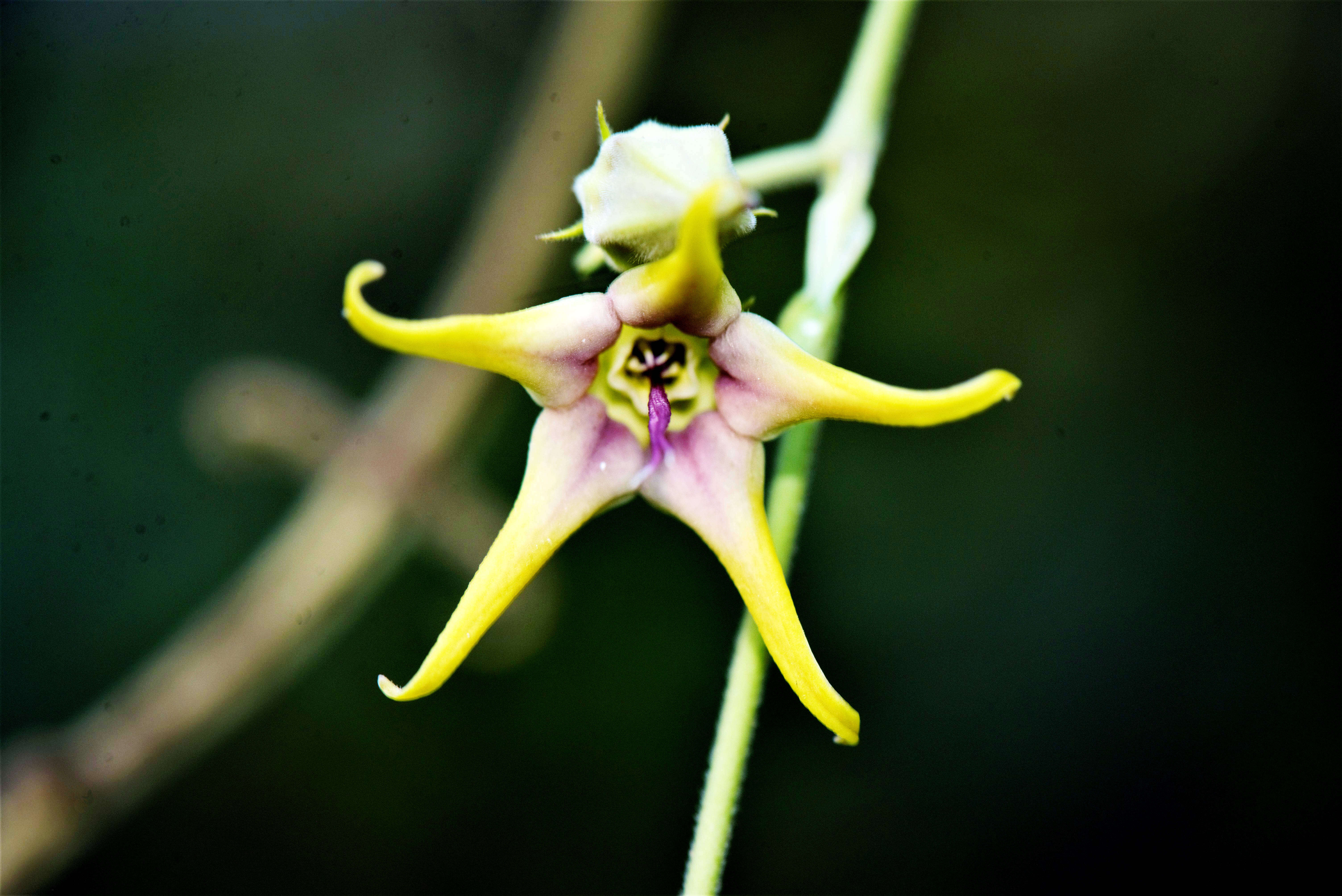 Image of Oxypetalum appendiculatum Mart.