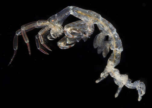 Image of Skeleton shrimp