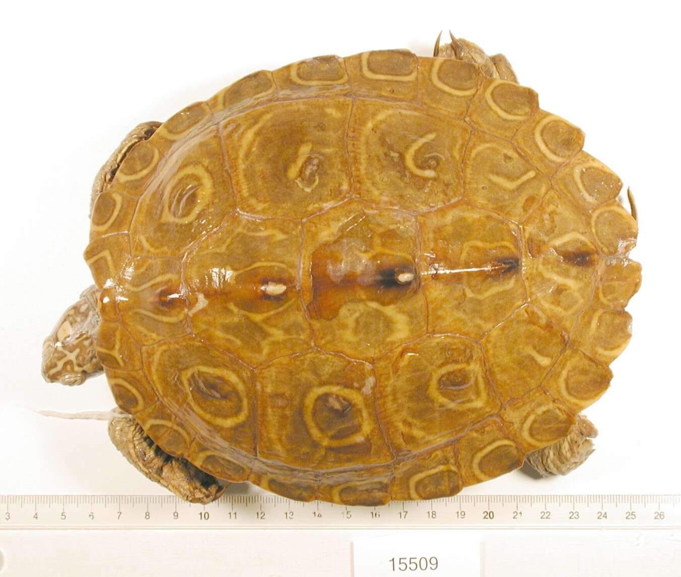 Image of Ringed Map Turtle