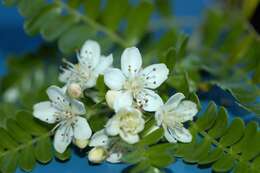 Image of Hawai'i hawthorn