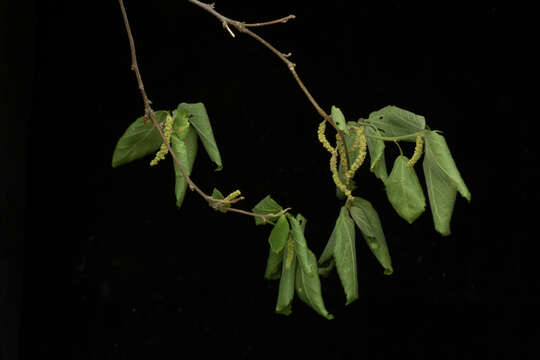 Image of Acalypha angustifolia Sw.