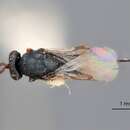 صورة Microdontomerus fumipennis Crawford 1916