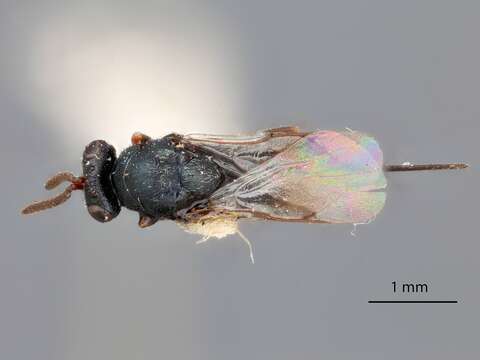 صورة Microdontomerus fumipennis Crawford 1916