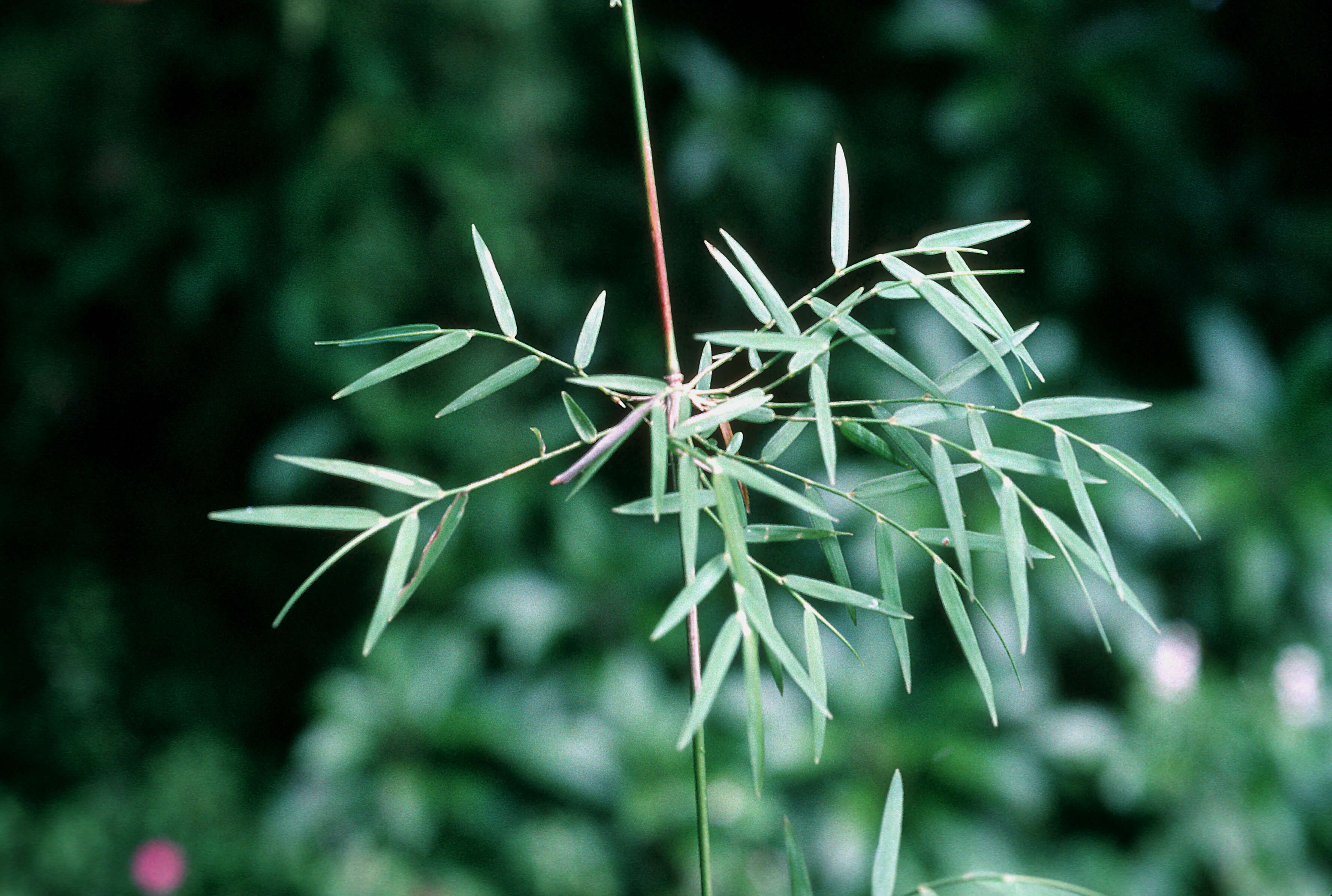 Image of Forest Climbing Bamboo