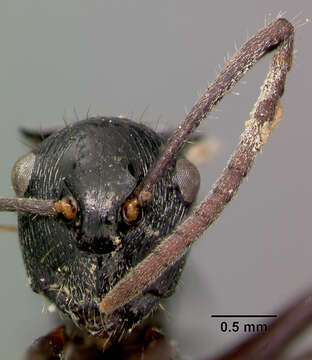 Image de Polyrhachis kaipi Mann 1919