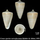 Image of Conus spurius aureofasciatus Rehder & Abbott 1951