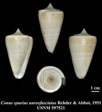 Image of Conus spurius aureofasciatus Rehder & Abbott 1951