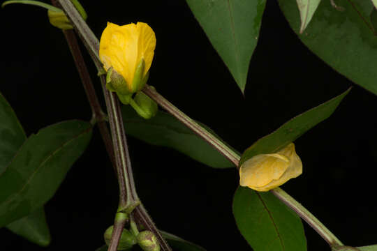 Image of septicweed