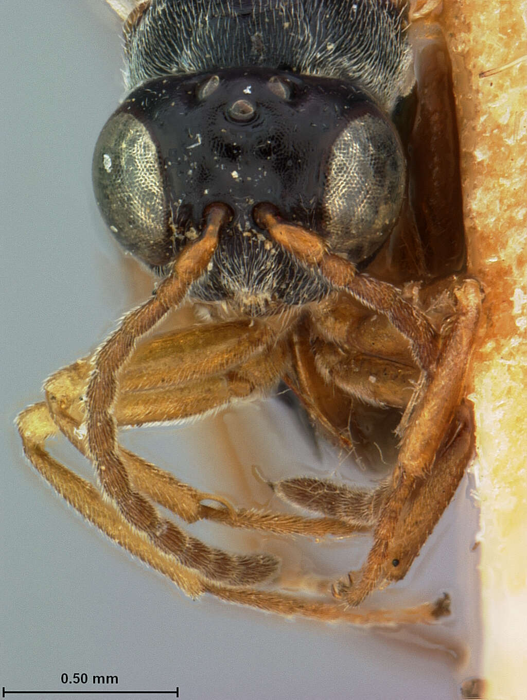 Image of Synophromorpha Ashmead 1903