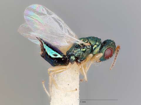 صورة Trichomalopsis shirakii Crawford 1913