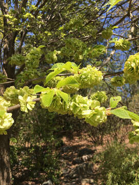 Image of Ulmus chenmoui Cheng