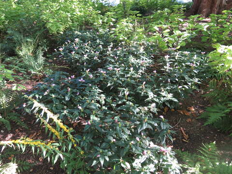 Image of pink turtlehead