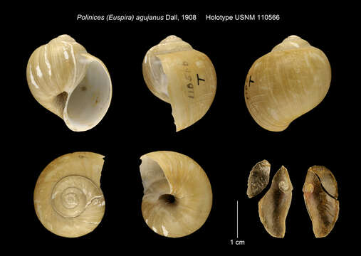 Euspira agujana (Dall 1908) resmi