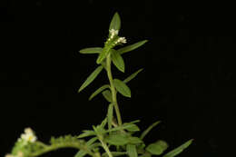 Image of Four-Spike Heliotrope