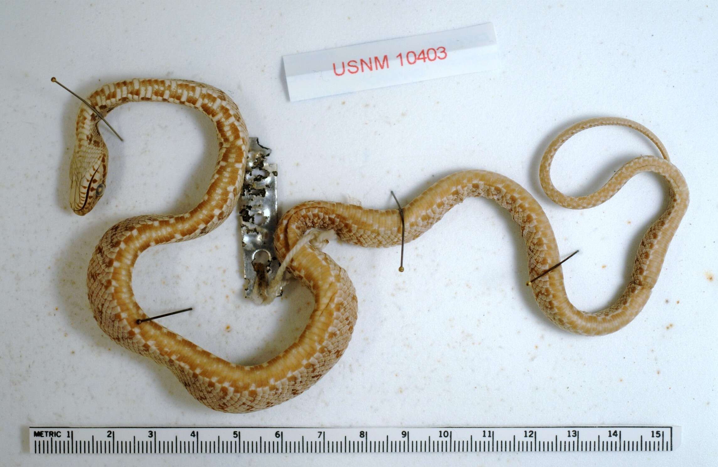 Image of Baird's Rat Snake