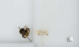 Image of White-tailed bumblebee