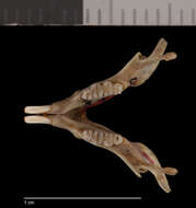 Image of Perognathus parvus columbianus Merriam 1894