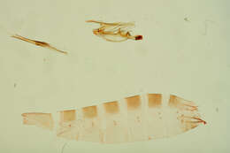 Image of Arla tenuicornis Clarke 1942