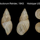 Image of Drymaeus perductorum Rehder 1943