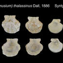 صورة Cyclopecten thalassinus (Dall 1886)