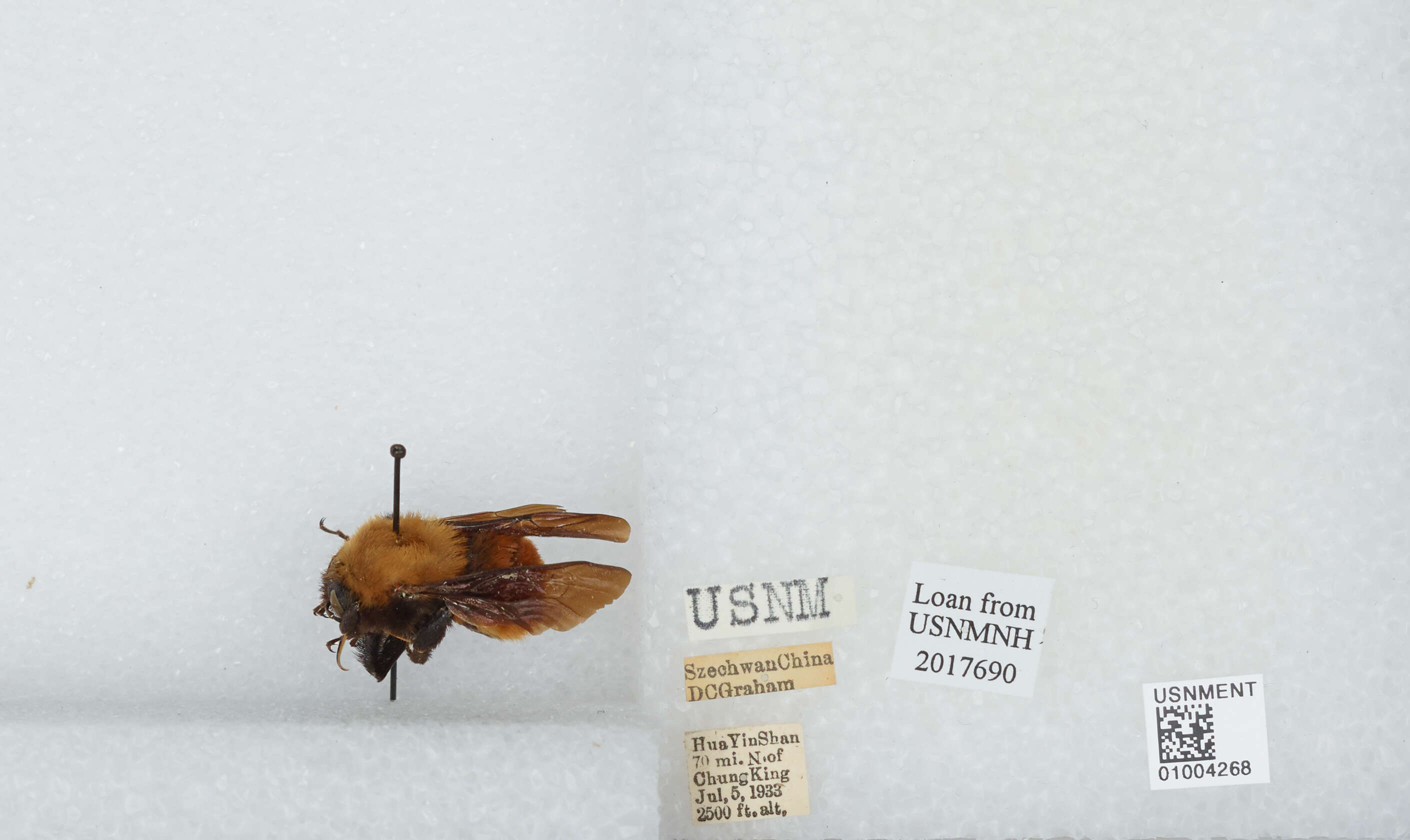 Image of Bombus atripes Smith 1852