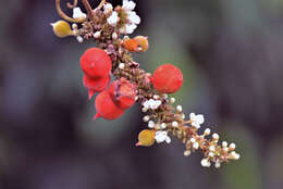 Imagem de Paullinia stellata L. Radlk.