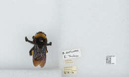 Image of Black and Gold Bumble bee