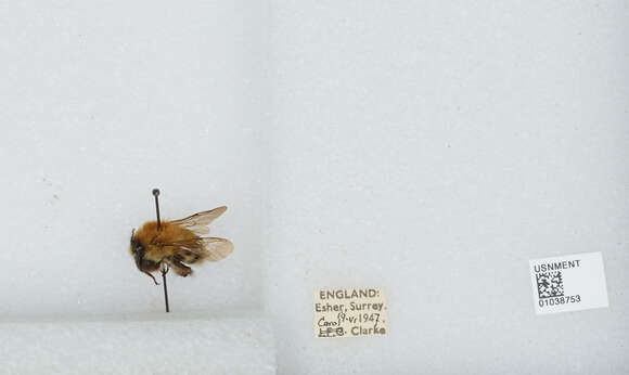 Image of Common carder bumblebee