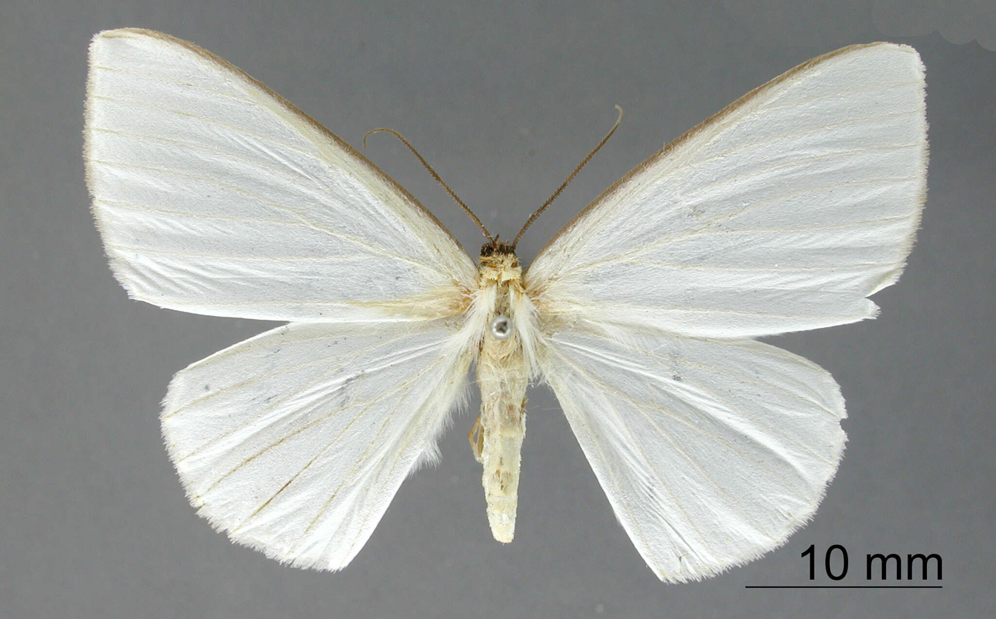 Sivun Penthophlebia fuscifronta Dognin 1916 kuva