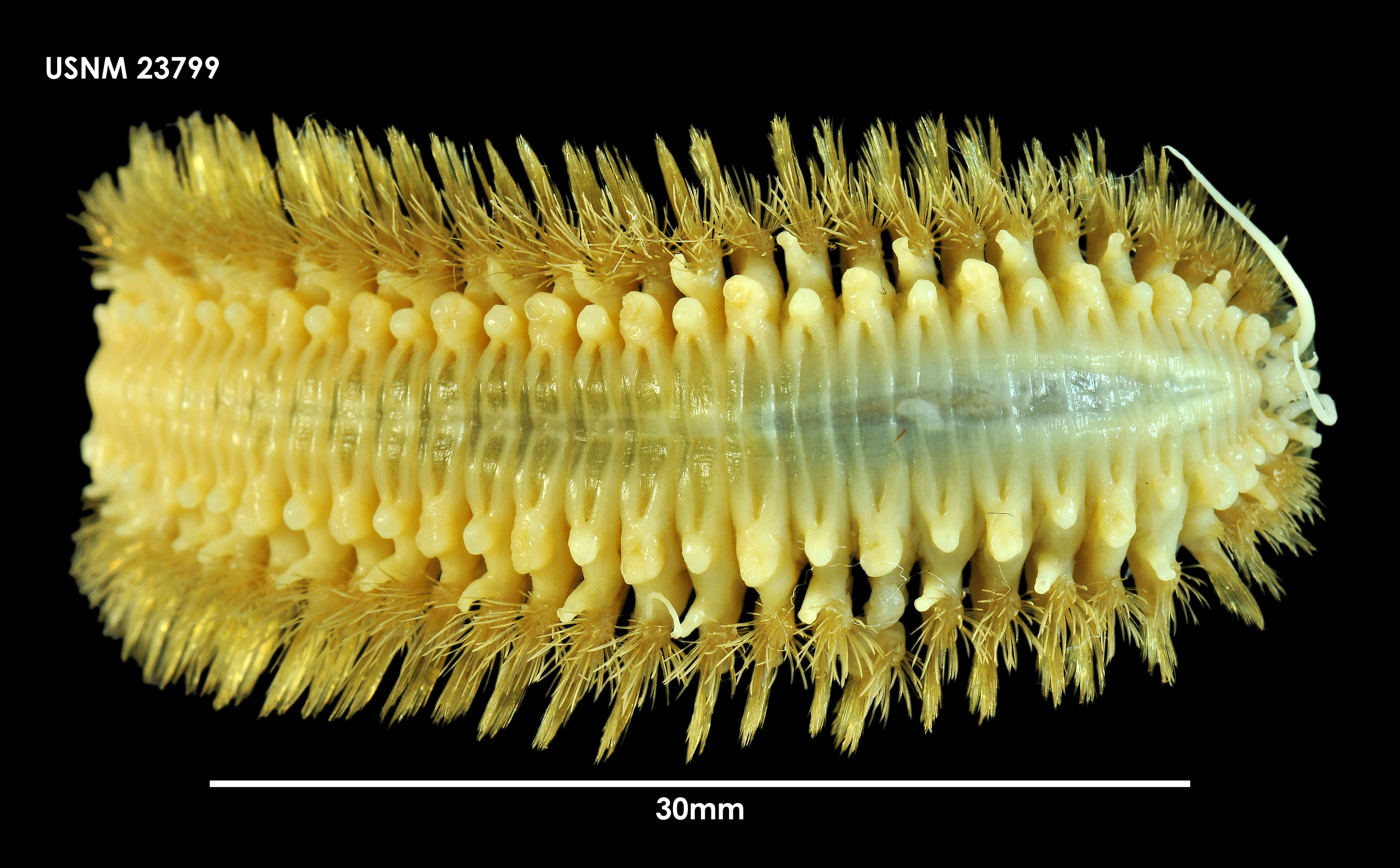 Harmothoe spinosa Kinberg 1856 resmi