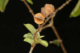 Image of Combretum fruticosum (Loefl.) Stuntz