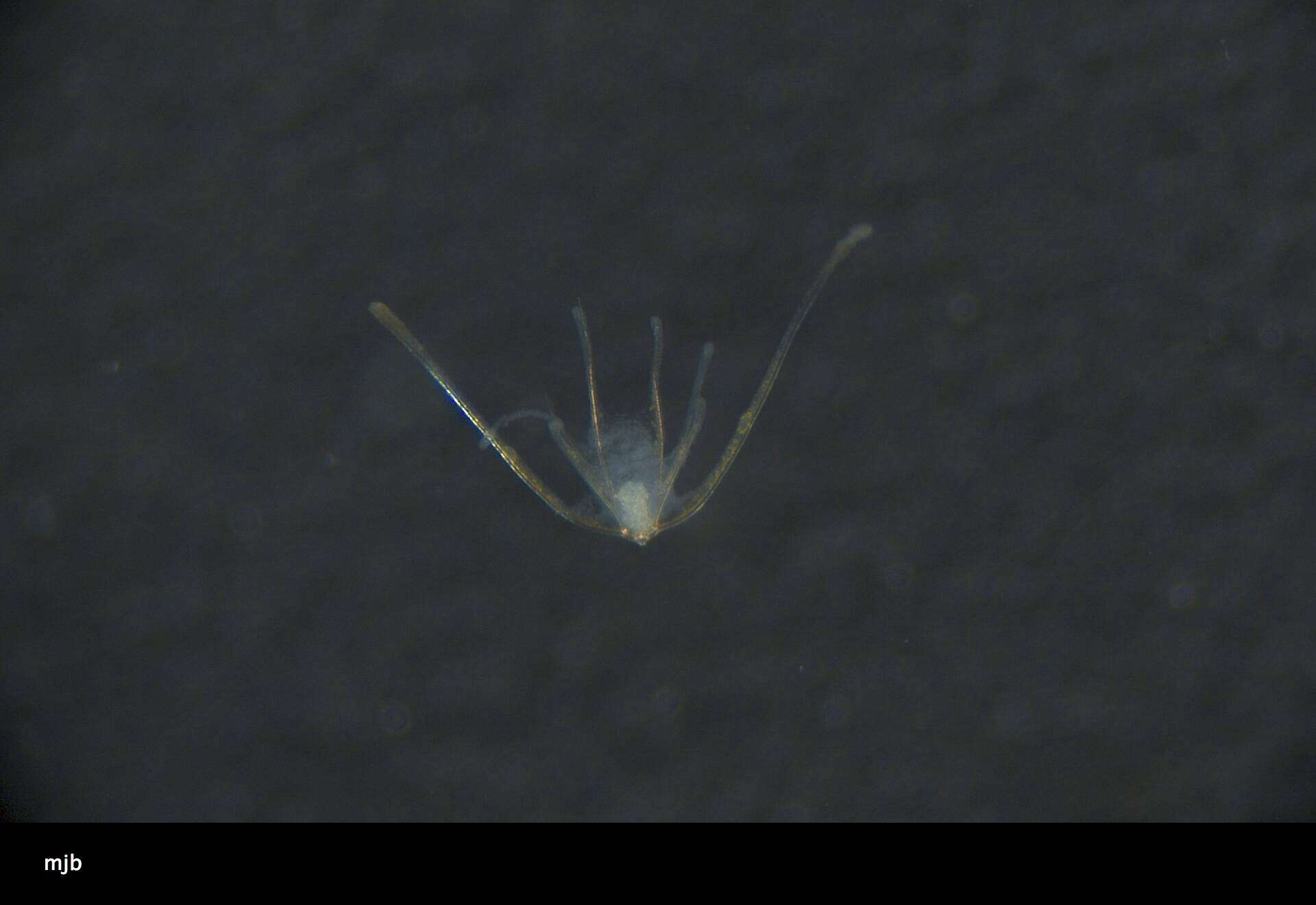 Image of Amphilepidida