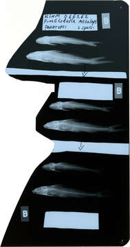 صورة Pimelodella megalops Eigenmann 1912