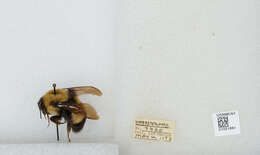 Слика од Bombus affinis Cresson 1864