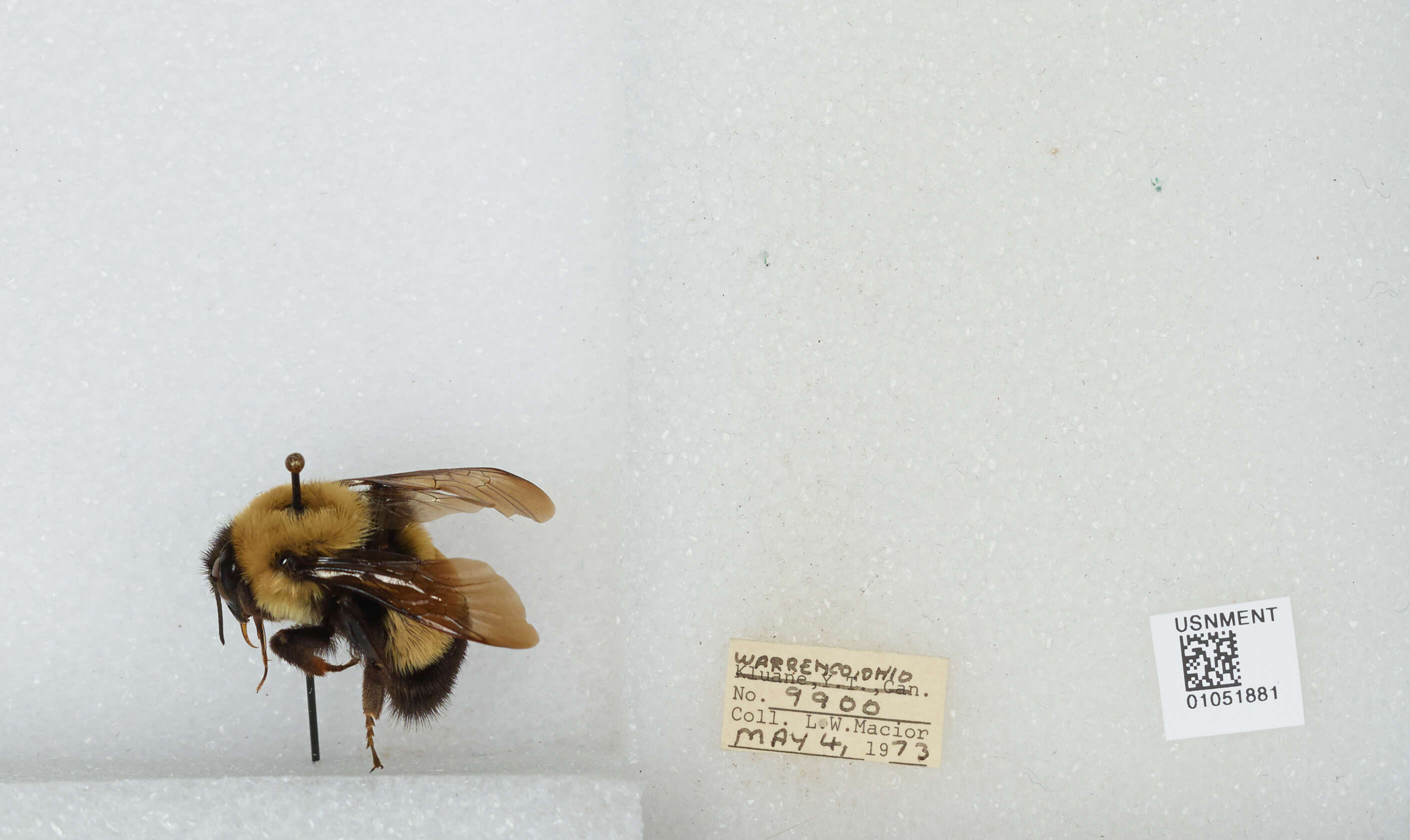 Слика од Bombus affinis Cresson 1864