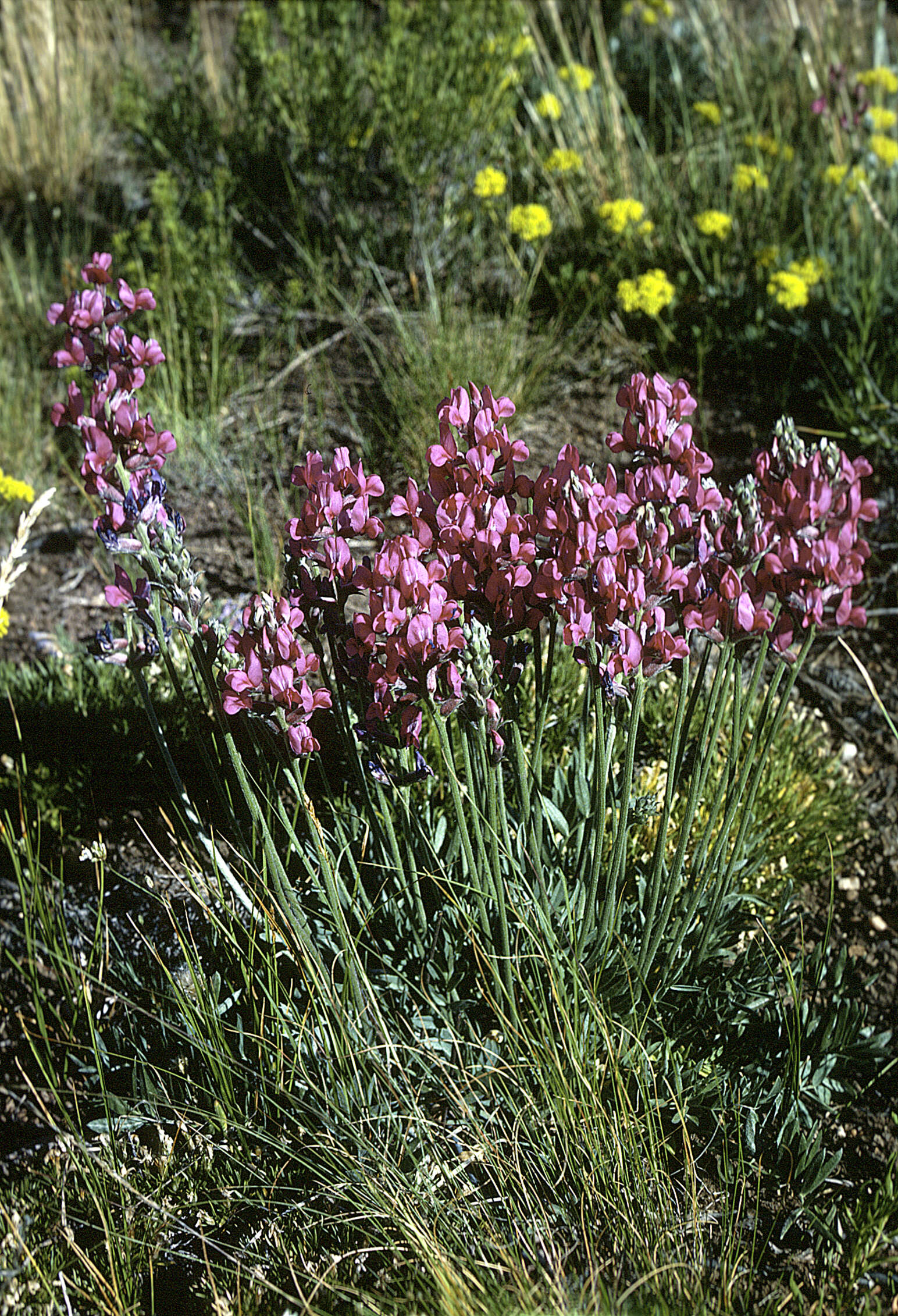 Image of Purple Locoweed