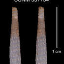 Imagem de Pleurostemma perplicata maisiensis C. Torre & Bartsch 1972