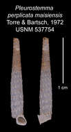 Imagem de Pleurostemma perplicata maisiensis C. Torre & Bartsch 1972