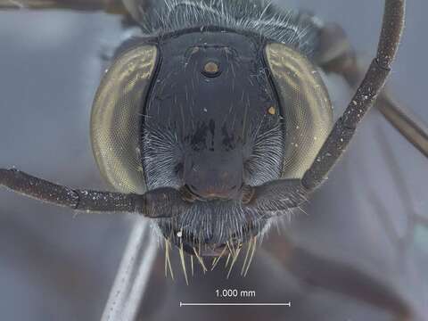 Image of Dolichurus palawanensis Tsuneki ex Tsuneki et al. 1992