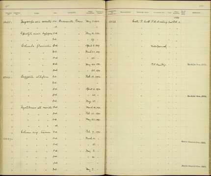 صورة Nyctidromus albicollis merrilli Sennett 1888